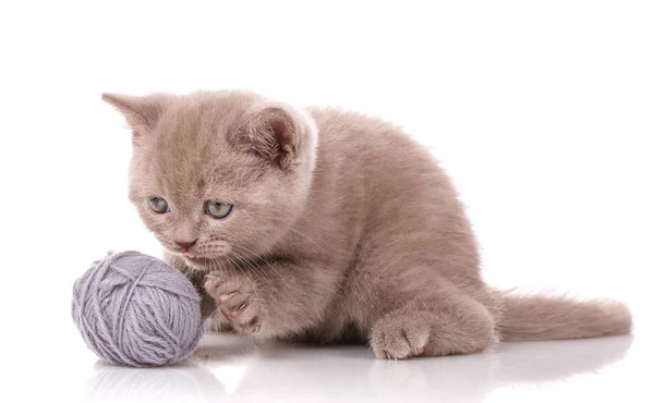 Um gatinho é jogado com uma bola de fios em um fundo branco. Fotos são boas como fundo ou calendário — Fotografia de Stock