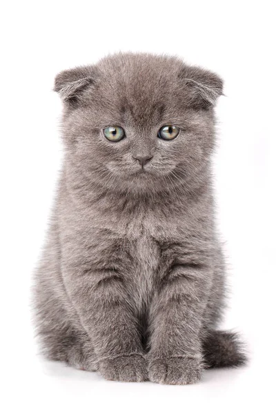 Scottish Fold Retrato de gato aislado . — Foto de Stock