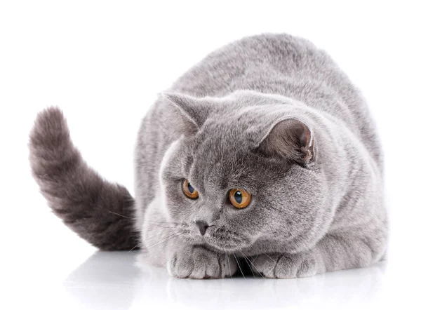 Graue Katze britisch gerade auf weißem Hintergrund Stockfoto
