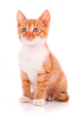 Yakın çekim portre izole kırmızı kedi yavrusu