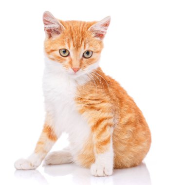 Bir beyaz üzerine kırmızı oynak yavru kedi