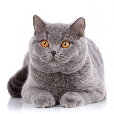 Purebred kedi... Bakımlı yavru kedi. Evde beslenen hayvan, konfor, sevgi ve huzur kavramı. Gri kedi - İngiliz düz