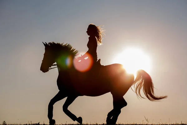 Silueta koně jezdecké — Stock fotografie