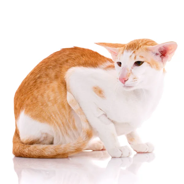 Oriental gato Shorthair, retrato em branco — Fotografia de Stock