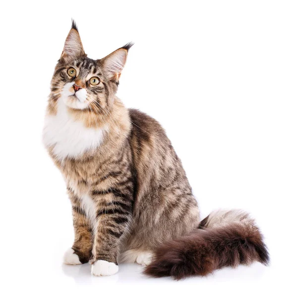 Maine Coon sentado y mirando hacia otro lado — Foto de Stock