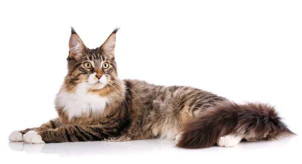 สวยงาม maine coon แมว — ภาพถ่ายสต็อก