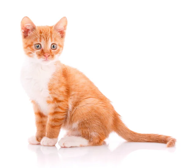 Cute orange kitten with white paws sitting next to a toy — Stock Photo, Image