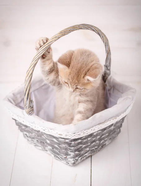 Gatito escocés rojo se juega mientras está sentado en una cesta. Gato de raza pura. Mascotas — Foto de Stock