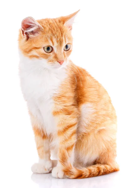 Gato, animal de estimação, e conceito bonito - gatinho vermelho em um fundo branco . — Fotografia de Stock