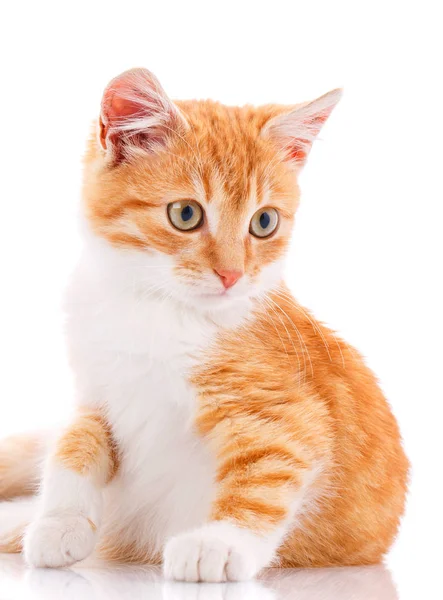 Piros szép cica. Macska elszigetelt — Stock Fotó