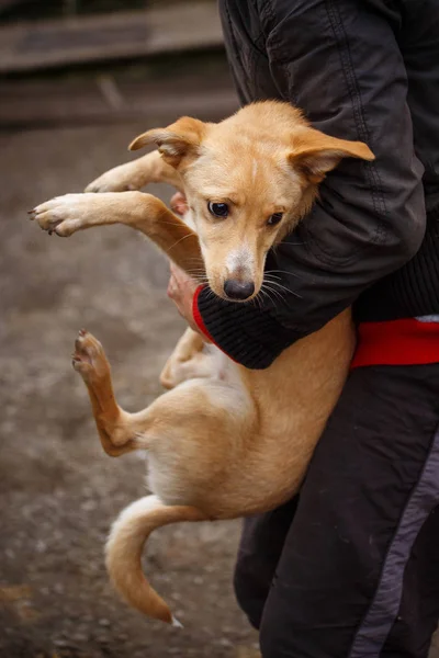 O infeliz cão ruivo. Cão de rua nas mãos de uma mulher . — Fotografia de Stock