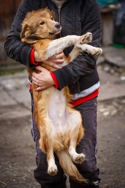 O infeliz cão ruivo. Cão de rua nas mãos de uma mulher . — Fotografia de Stock