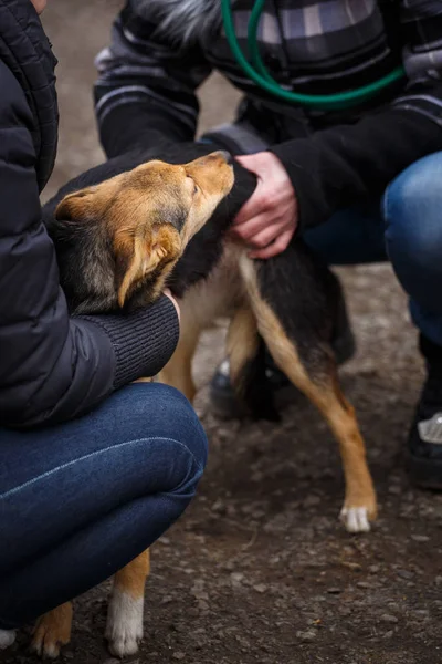 Um cão é um amigo. Um verdadeiro amigo. Ajuda para cães vadios . — Fotografia de Stock