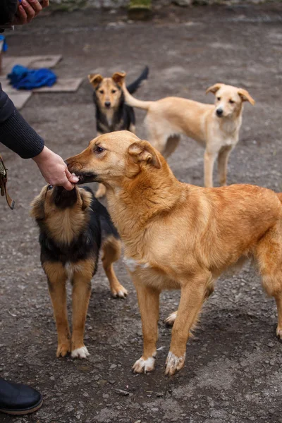 Um cão é um amigo. Um verdadeiro amigo. Ajuda para cães vadios . — Fotografia de Stock