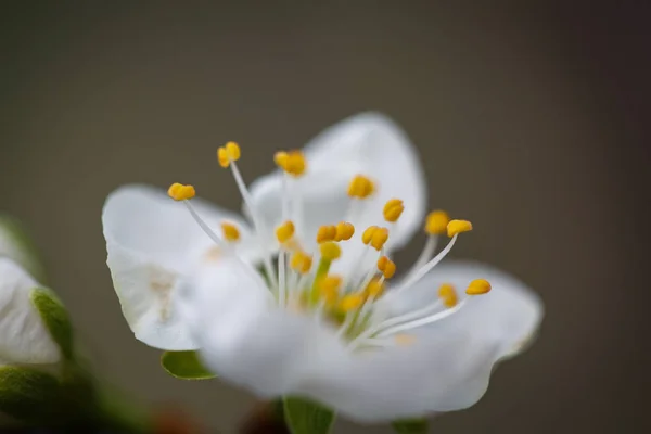 Blossoming branch with flower of apple — Stock Photo, Image