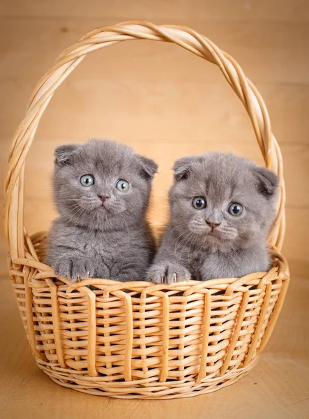 Gris escocés pliegue gatitos jugando en la cesta — Foto de Stock