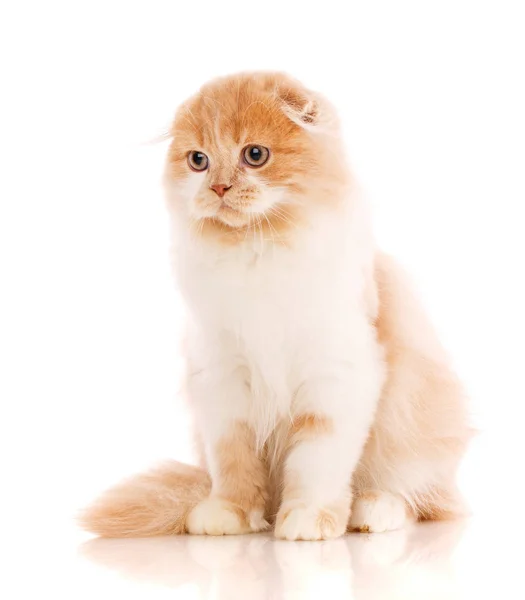 Beau chat pur et pur. Chaton roux - portrait de chat écossais — Photo