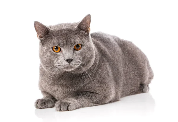 Animal, gato, concepto de mascota - chartreux cat —  Fotos de Stock