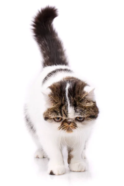 Kaunis, puhdasrotuinen kissa. Kissanpentu - eksoottisen kissan muotokuva — kuvapankkivalokuva