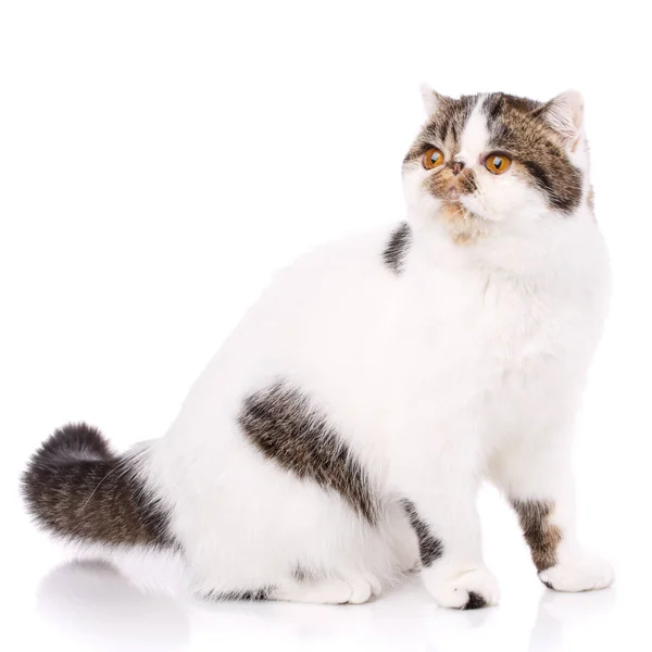 Adorable gato exótico aislado sobre fondo blanco — Foto de Stock