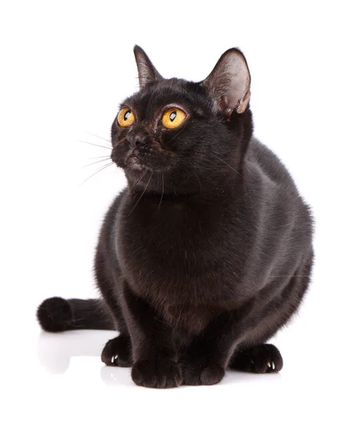 Bombay Black Cat dobrou um puma em um fundo branco — Fotografia de Stock