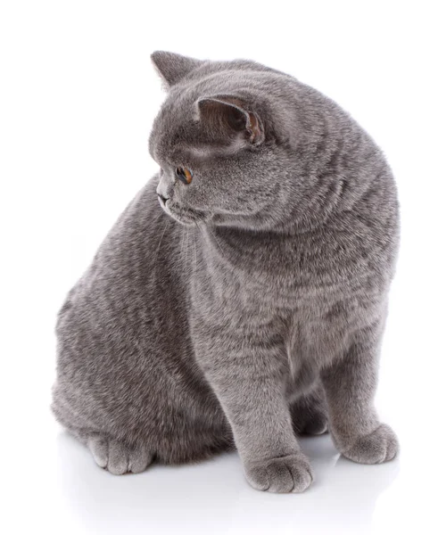 Gray cat british straight on a white background — Stock Photo, Image