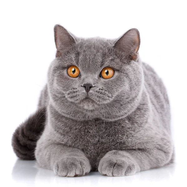 Gatto purosangue... gattino ben curato. Pet, comfort, amore e serenità concetto. Gatto grigio - diritto britannico — Foto Stock