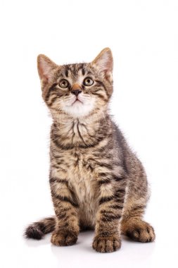 Bir kedi portresi. Studio fotoğraf