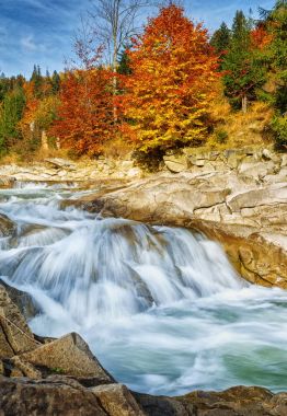 Hızlı bir dağ deresi. Su, dağ taşları tarafından yıkanır. Sonbahar ormanındaki nehir.