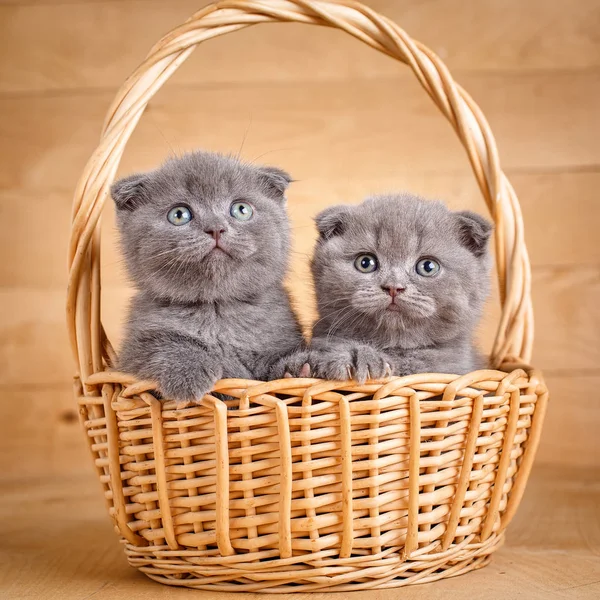 El color gris escocés pliegue gatos se sienta en una canasta de mimbre. Gatitos juguetones. Promoción de comida gato — Foto de Stock