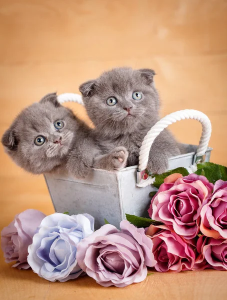 Pareja Scottish Fold Cats en caja de madera decorativa cerca de ramo de flores. Imagen para un calendario con gatos — Foto de Stock