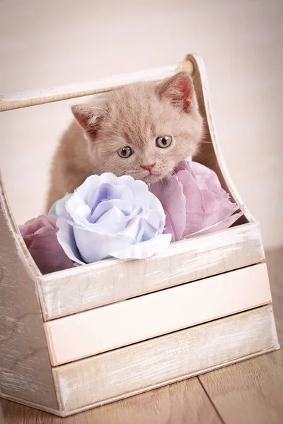 Kat. Een kitten wordt afgespeeld. Spel met bloemen. — Stockfoto