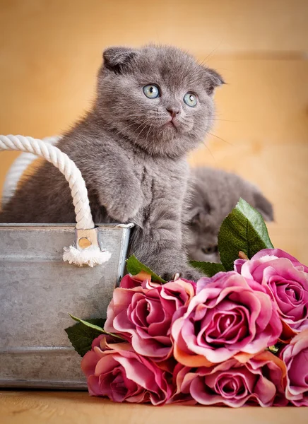 Шотландский котенок сидит в цветочном горшке . — стоковое фото