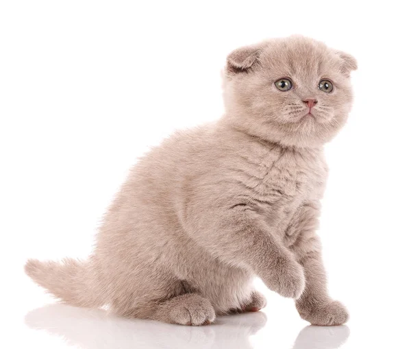 Шотландська висловуха малого милий кошеня — стокове фото