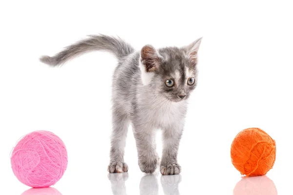 Een kitten op een witte achtergrond. De kat is spelen met de bal — Stockfoto