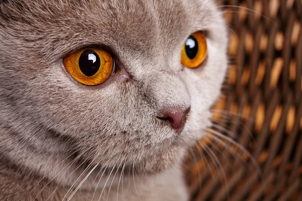 Retrato de gato gris con ojos amarillos Scottish Fold — Foto de Stock