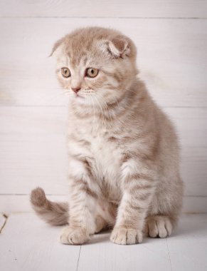 Kırmızı İskoç portre kedicik. Evde kedi