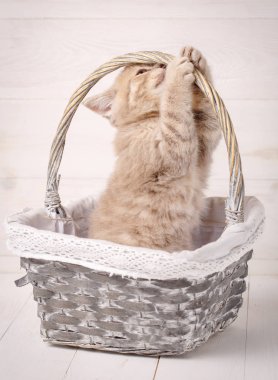 Bir sepet gül de İskoç Fold kedi.