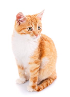 Whit üzerinde izole kırmızı kedi yavrusu