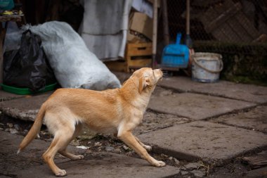 Köyün içinde belgili tanımlık yarda etrafında Kızıl saçlı evsiz köpek çalıştırır.