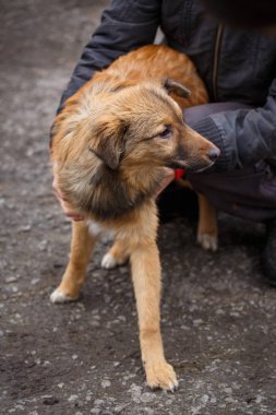 Kızıl saçlı evsiz köpek ile ona yardımcı insanlar. Gönüllü Vetrenars evsiz köpekleri yardım. Evsiz hayvanları sorunları.