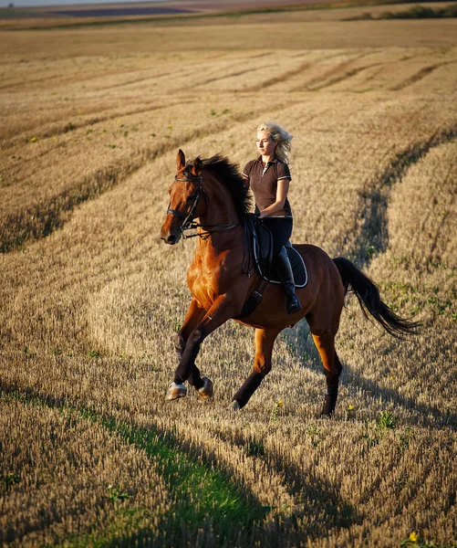 Image de cheval avec cavalier lors de compétitions équestres de dressage . — Photo