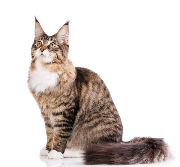 Mooie Maine Coon kat — Stockfoto