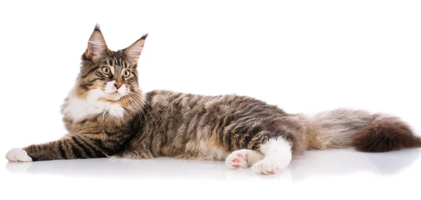 Hermoso Maine Coon gato — Foto de Stock