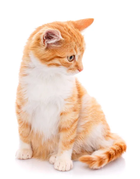 Gatinho vermelho isolado no whit — Fotografia de Stock