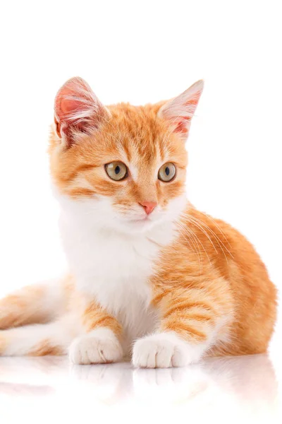 Pequeno gatinho vermelho em um branco — Fotografia de Stock