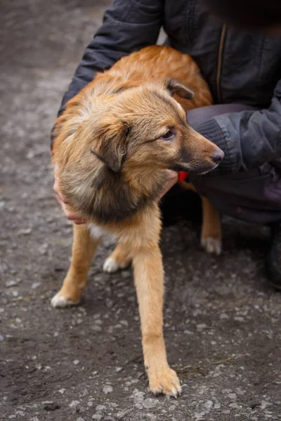 Un cane senzatetto dai capelli rossi con persone che lo aiutano. I Vetrenari volontari aiutano i cani senzatetto. Problemi degli animali senzatetto . — Foto Stock