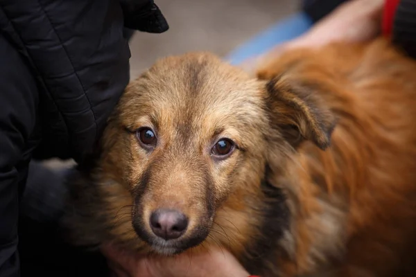 Quello sfortunato cane dai capelli rossi. Le persone aiutano gli animali senzatetto . — Foto Stock