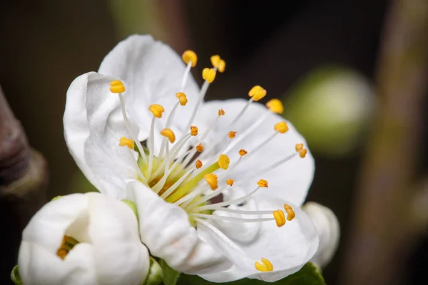 Flor de primavera flores de ameixa — Fotografia de Stock