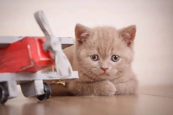 Jovem piloto gato — Fotografia de Stock